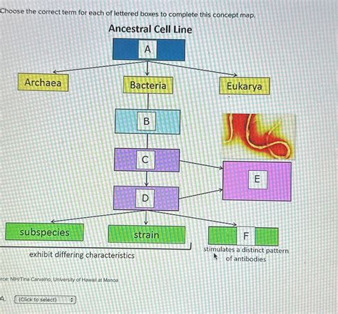 cell vs mobile correct term.